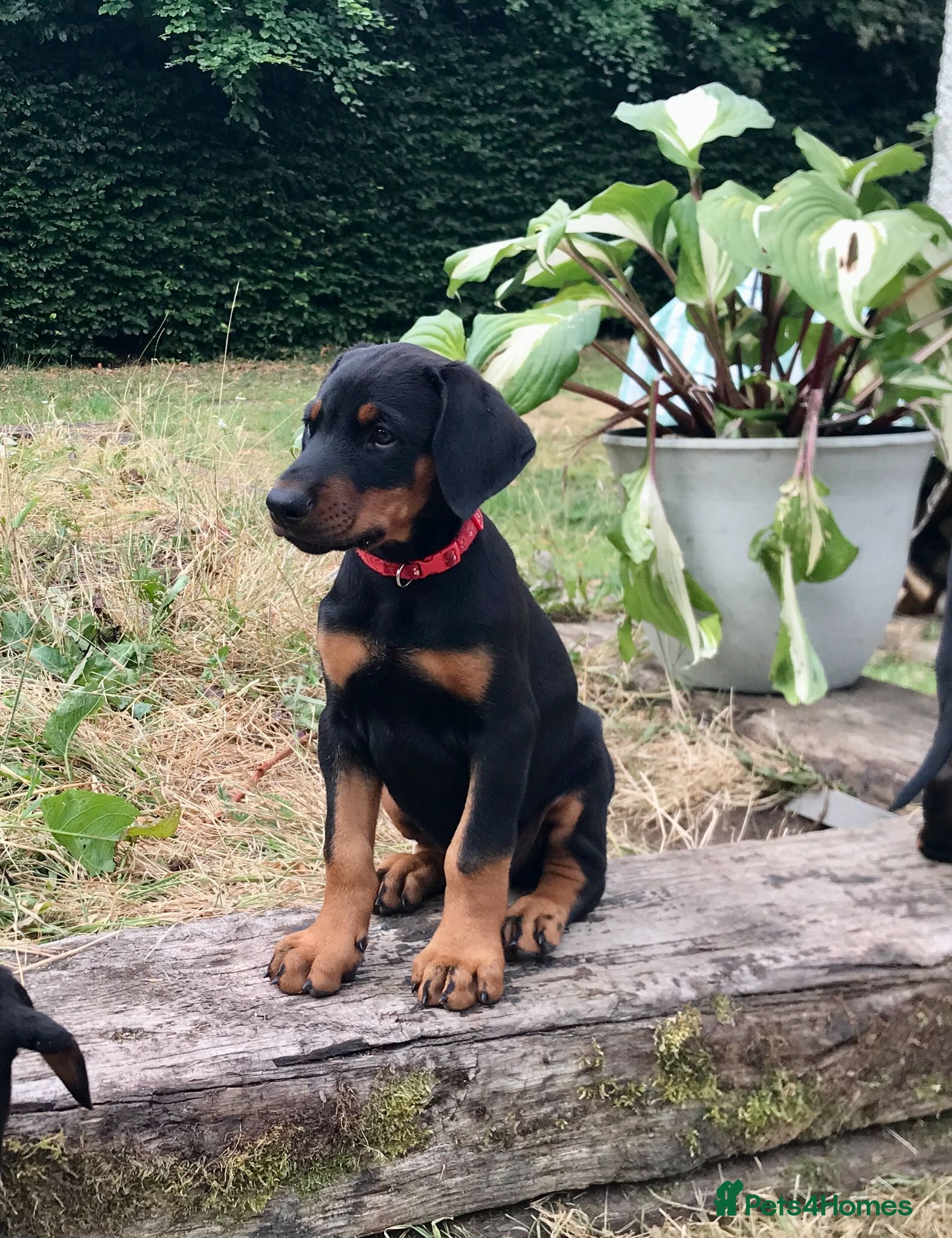 Dobermann dogs Naturally Bred Doberman Ready to Leave - Advert 2