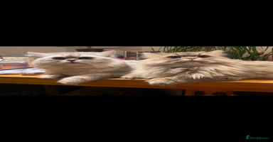 Persian cats - Advert 7