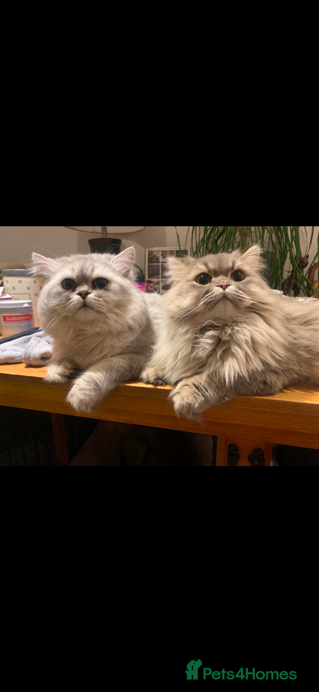 Persian cats for sale: 2 beautiful Persian kittens available from today  - Image 2