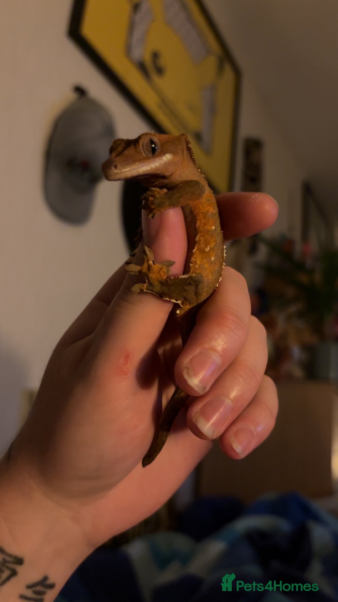 Gecko reptiles for sale: Gorgeous Female Crested Gecko - Image 3
