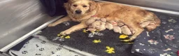 Golden Retriever dogs for sale: Golden retriever puppies  - Advert 4