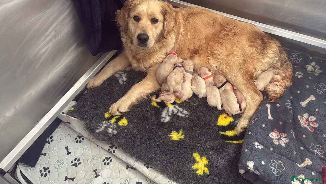 Golden Retriever dogs for sale: Golden retriever puppies  - Advert 4
