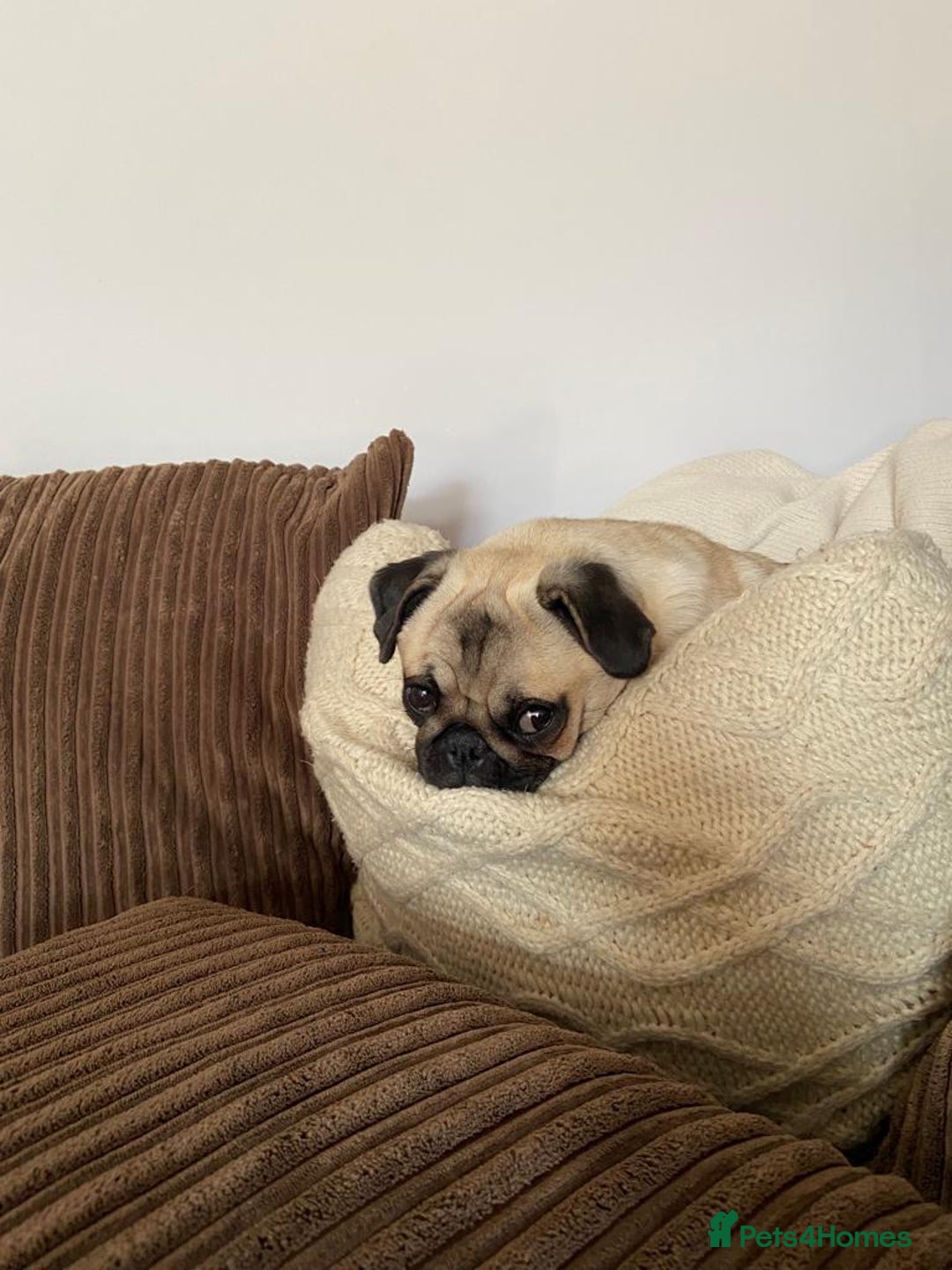 Mixed Breed dogs for sale: Pug x Miniature Dachshund  - Advert 1