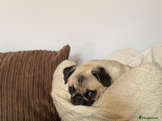 Mixed Breed dogs Pug x Miniature Dachshund - Advert 1