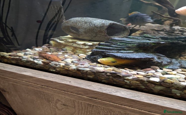 Cichlids fish - Advert 1