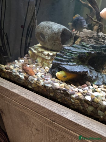 Cichlids fish - Advert 1