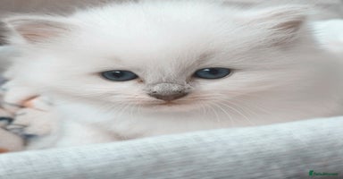 Ragdoll cats - Advert 2