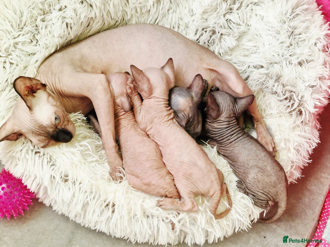 Sphynx cats for sale: Baby sphynx ready for reservation  - Image 18