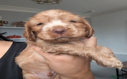 Cocker Spaniel dogs for sale: 🐾pedigree Show cocker spaniel🐾 - Image 13