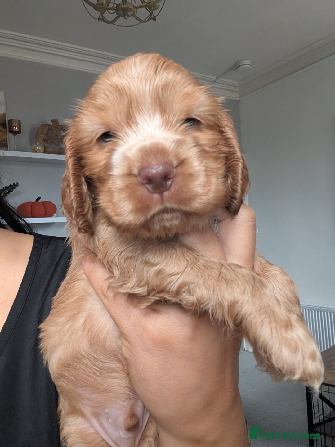 Cocker Spaniel dogs for sale: 🐾pedigree Show cocker spaniel🐾 - Image 13