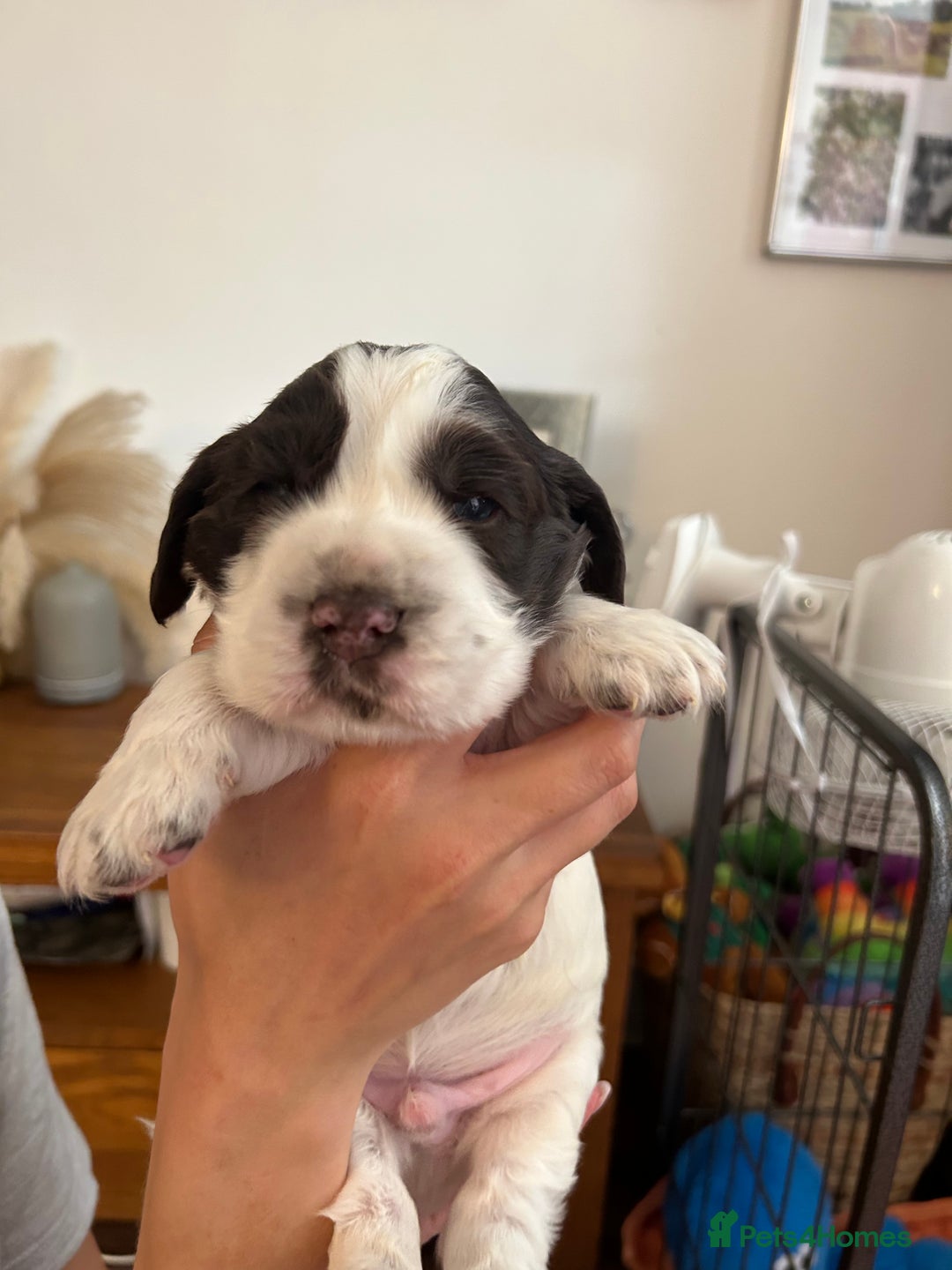 Cocker Spaniel dogs for sale: Beautiful Show Cocker Spaniels - Image 11