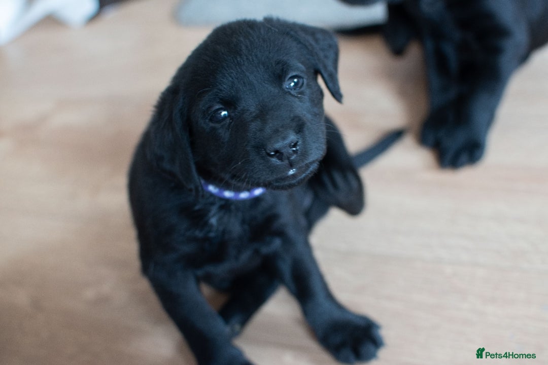 Labrador Retriever dogs for sale: Adorable Labrador Retriever Puppies  🐶💛 - Image 3