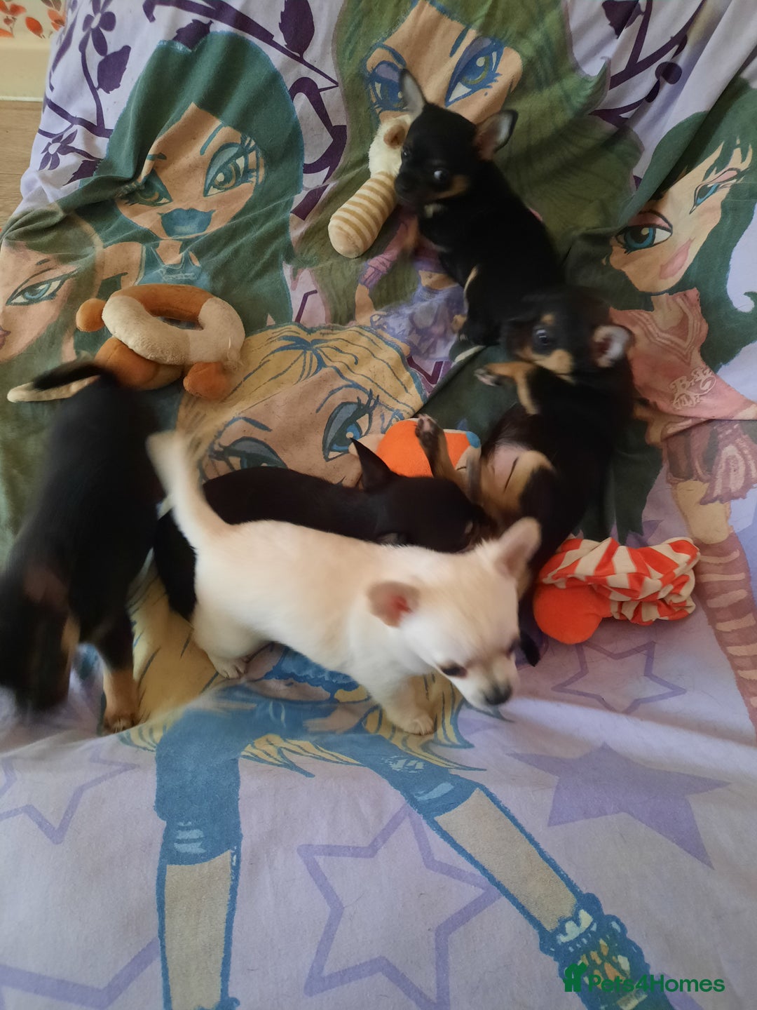 Chihuahua dogs for sale: Lovely chihuahua puppies! - Image 20