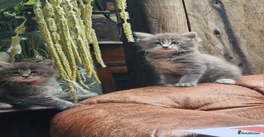 British Shorthair cats - Advert 7