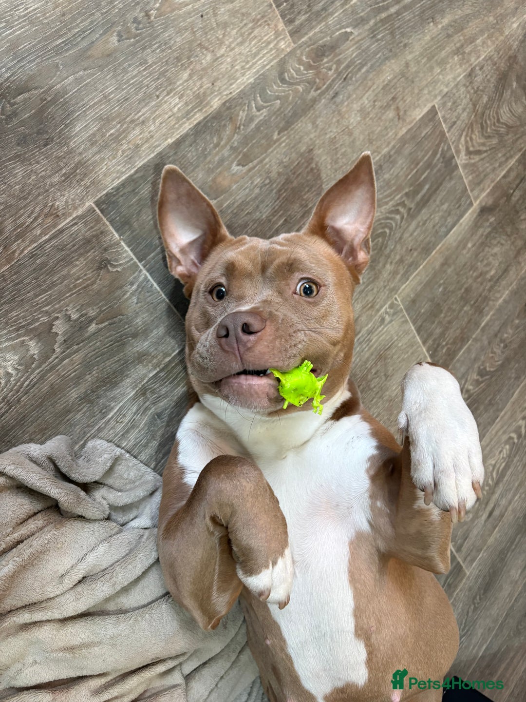 American Bulldog dogs for sale: Marnie - Advert 3