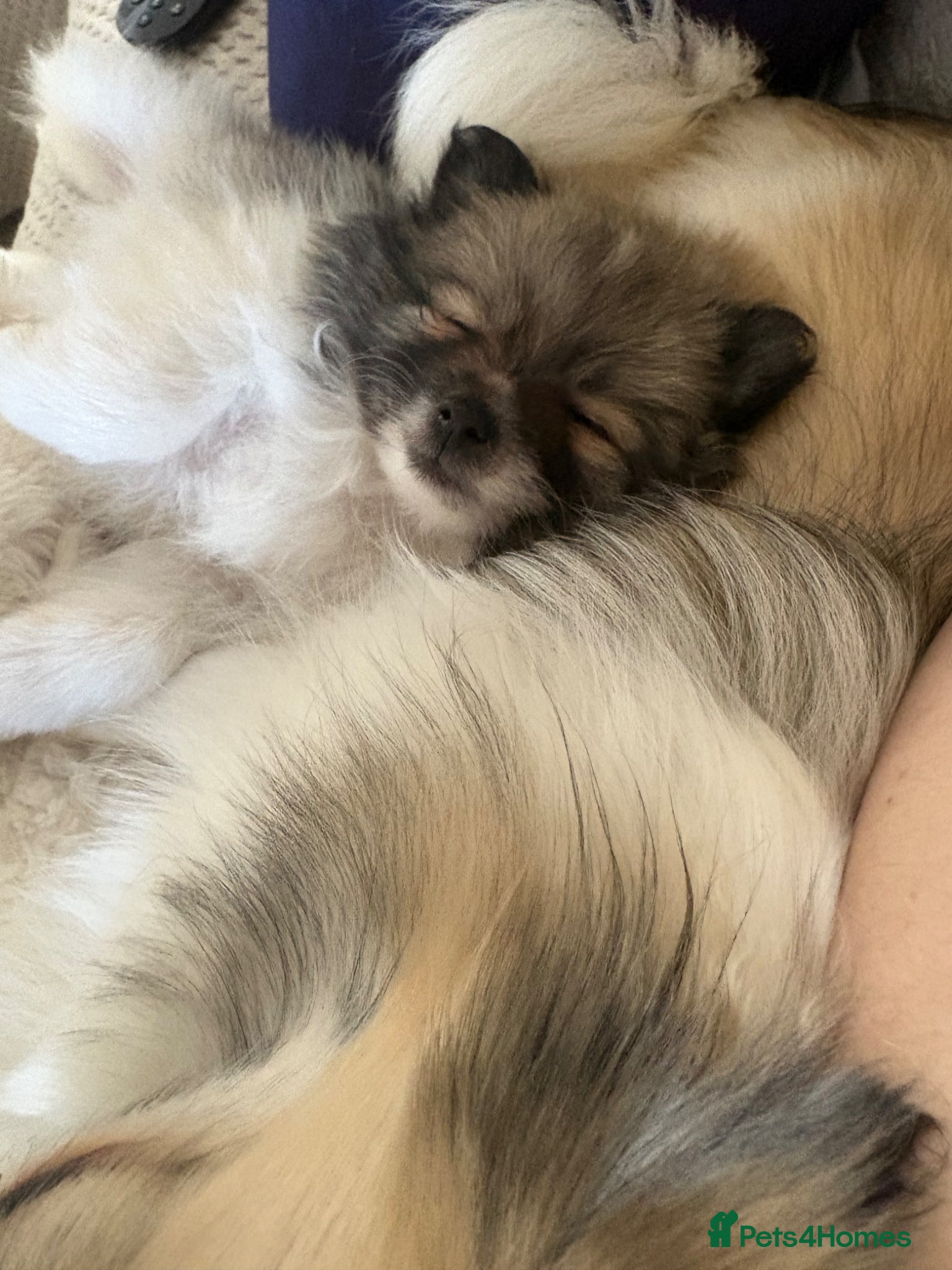 Pomeranian dogs READY NOW! 1 POMERANIAN GIRL AVAILABLE! - Advert 1