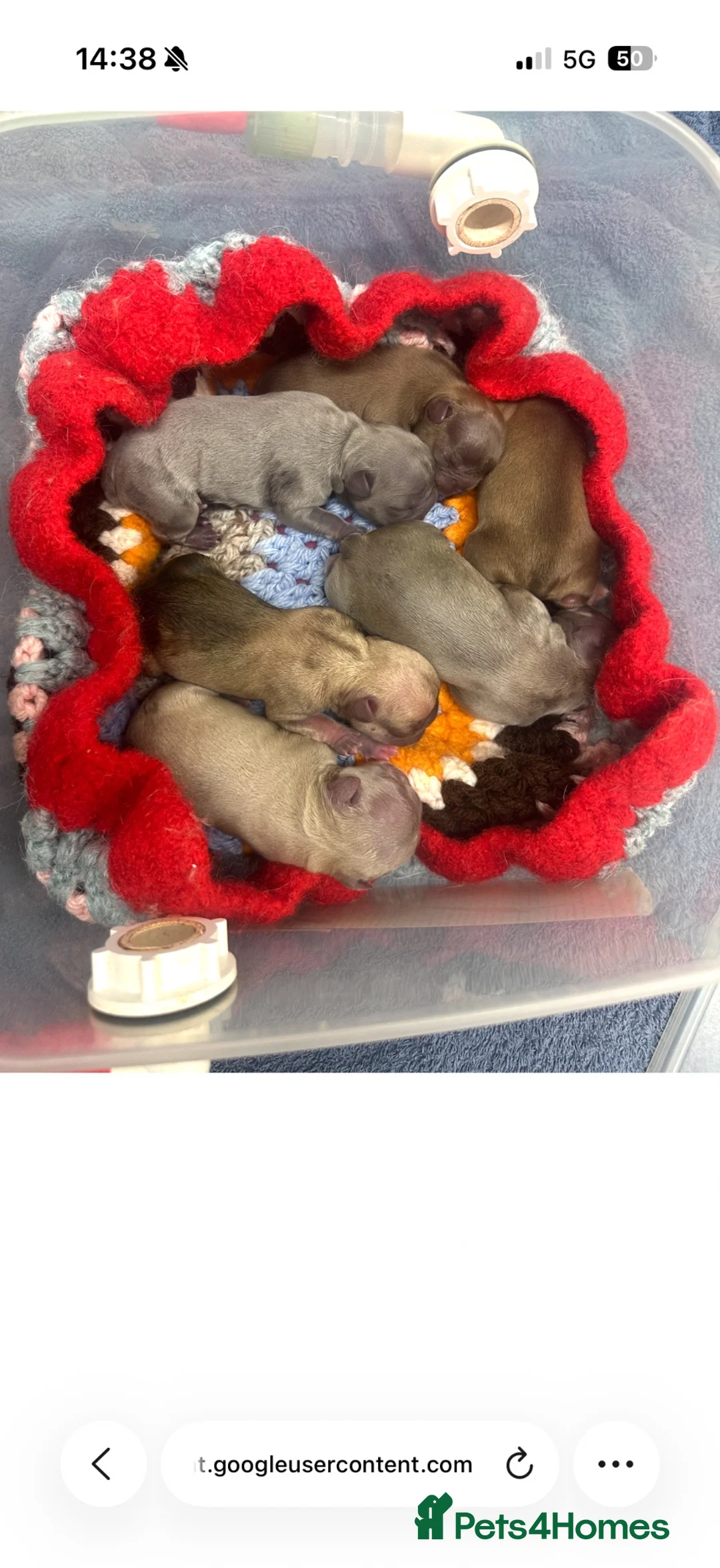 French Bulldog dogs for sale: Fluffy French bulldogs  - Advert 2