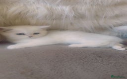 British Shorthair cats for sale: Beautiful Pure British shorthair kittens - Image 12