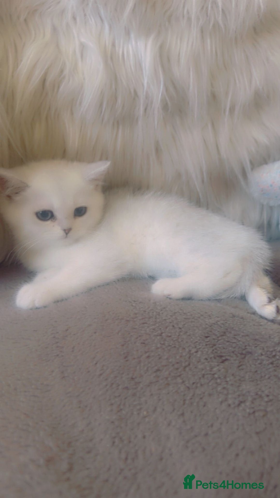 British Shorthair cats for sale: Beautiful Pure British shorthair kittens - Image 12