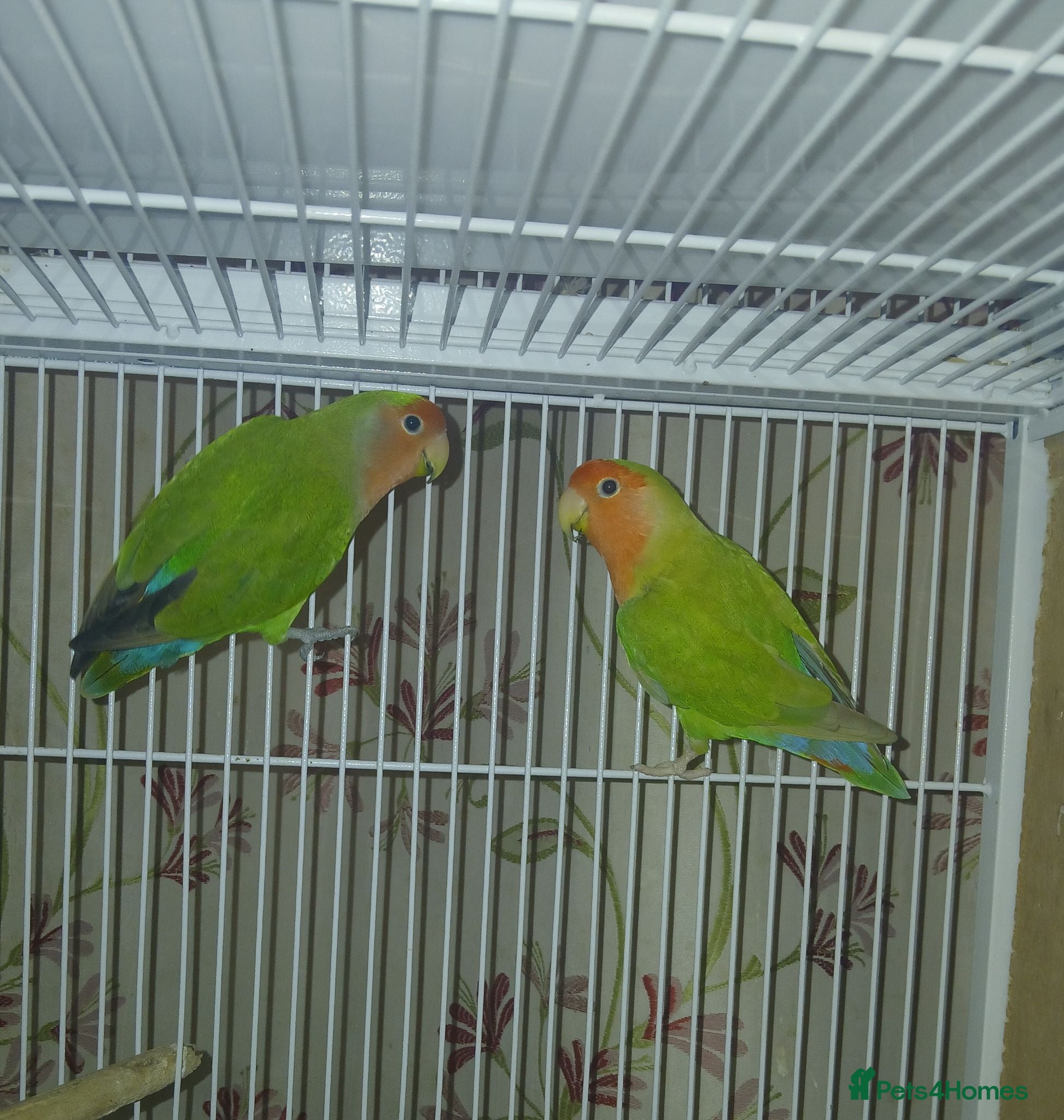 Lovebirds birds Lovebird pairs £50 per pair - Advert 4