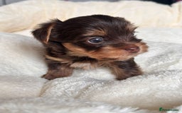 Yorkshire Terrier dogs for sale: DNA tested parents - Yorkie puppies  - Image 23