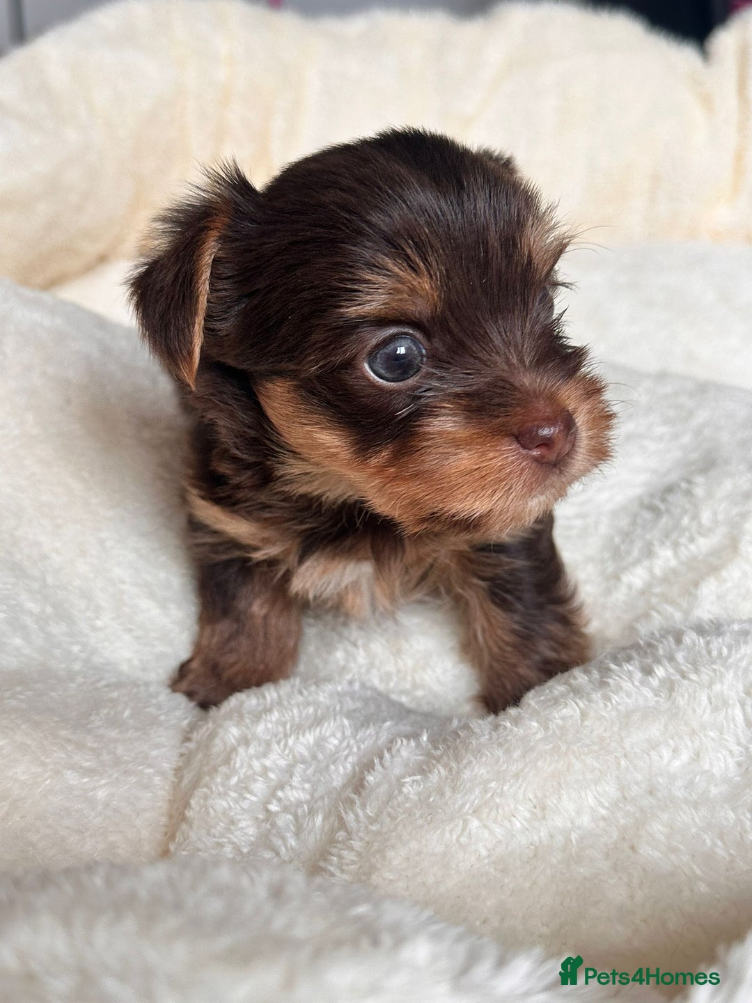 Yorkshire Terrier dogs for sale: DNA tested parents - Yorkie puppies  - Image 23