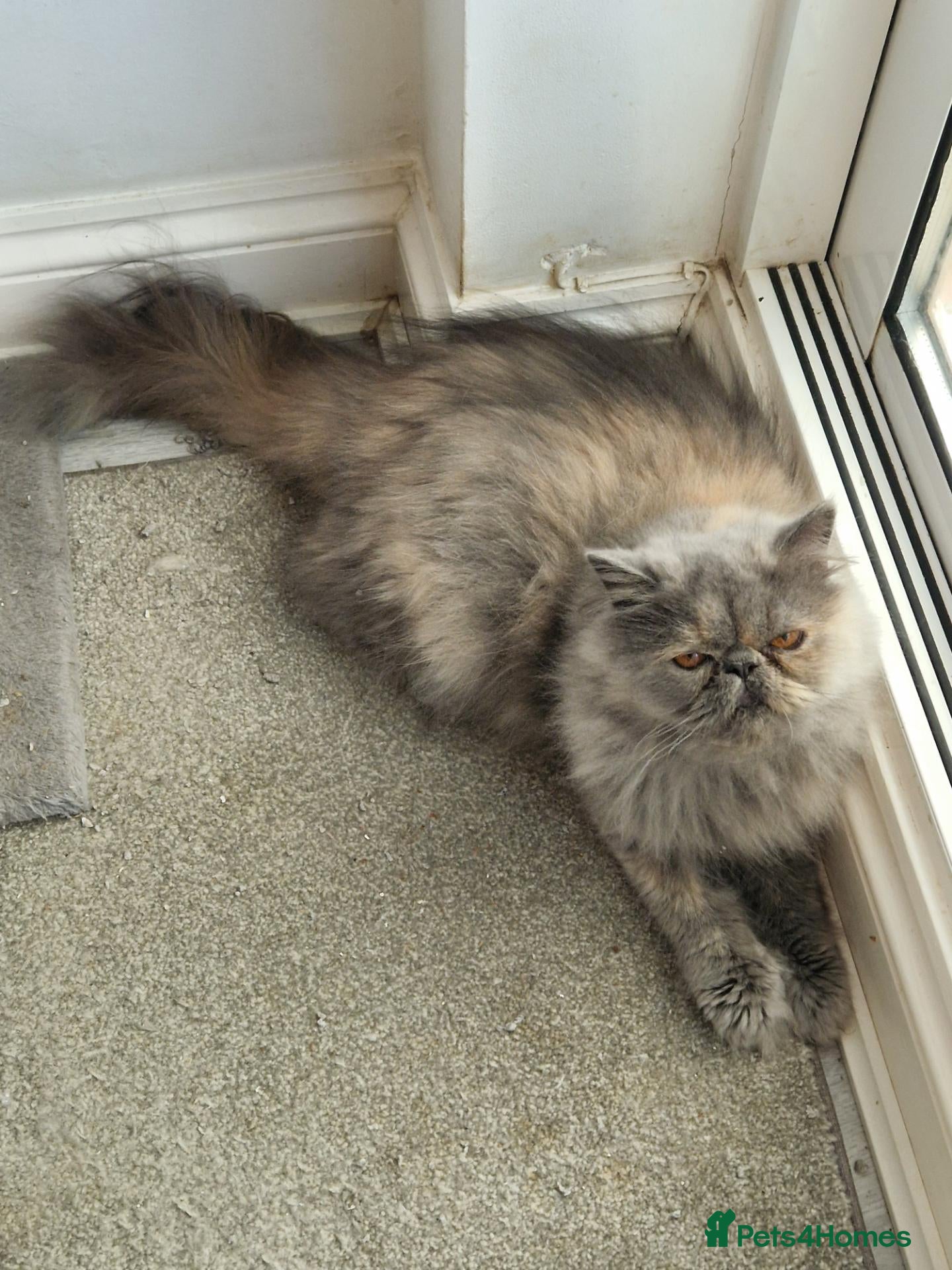 Persian cats GCCF Blue Cream Persian girl - Advert 5