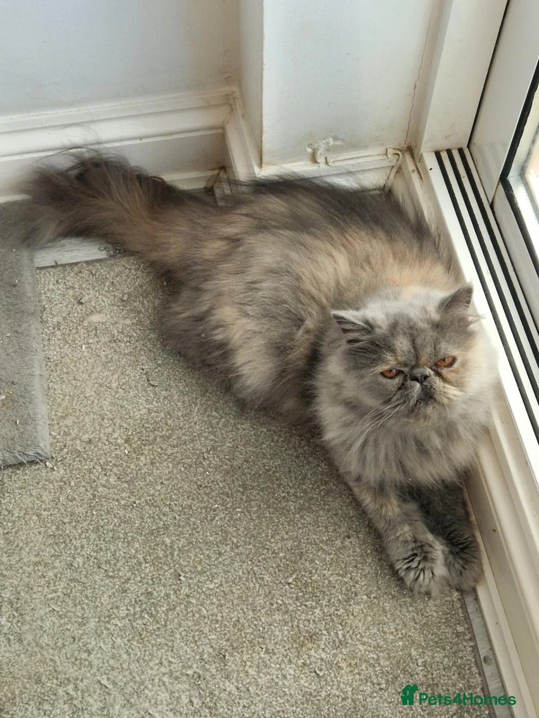 Persian cats for sale: GCCF Registered Blue Cream Persian girl - Advert 1