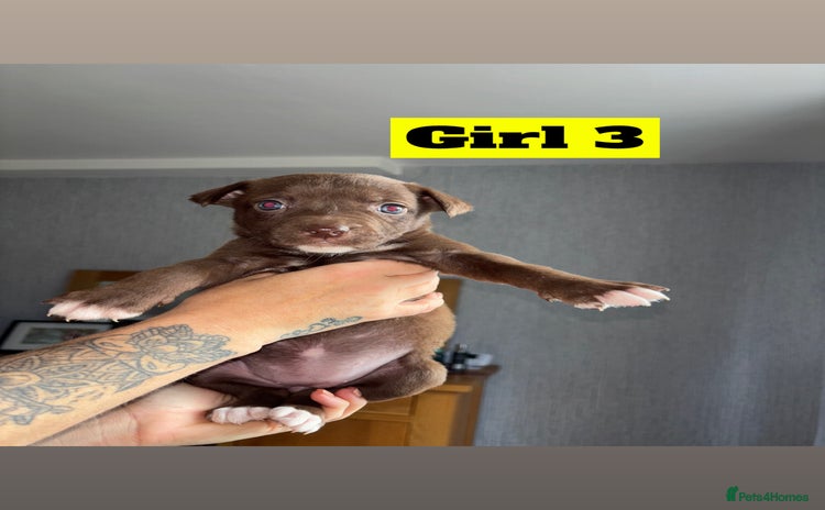 Mixed Breed dogs - Advert 5
