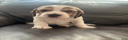 Beagle dogs for sale: Stunning Beagle puppies  - Advert 17