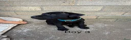 Staffordshire Bull Terrier dogs for sale: 9 Staff puppies - Advert 16