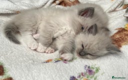 Ragdoll cats for sale: 2 Adorable Bluepoint boy Kittens left!  - Image 25