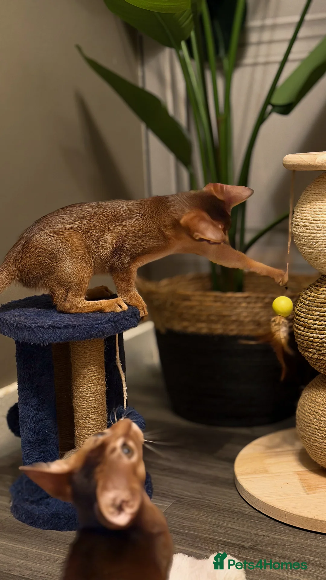 Abyssinian cats for sale: Champion Line Pedigree Abyssinian Kittens  - Advert 3