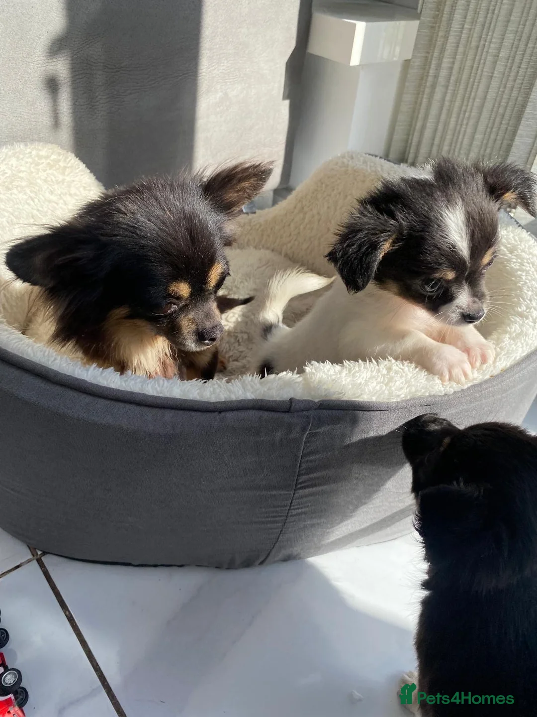 Chihuahua dogs for sale: Chihuahuas tiny - Advert 2