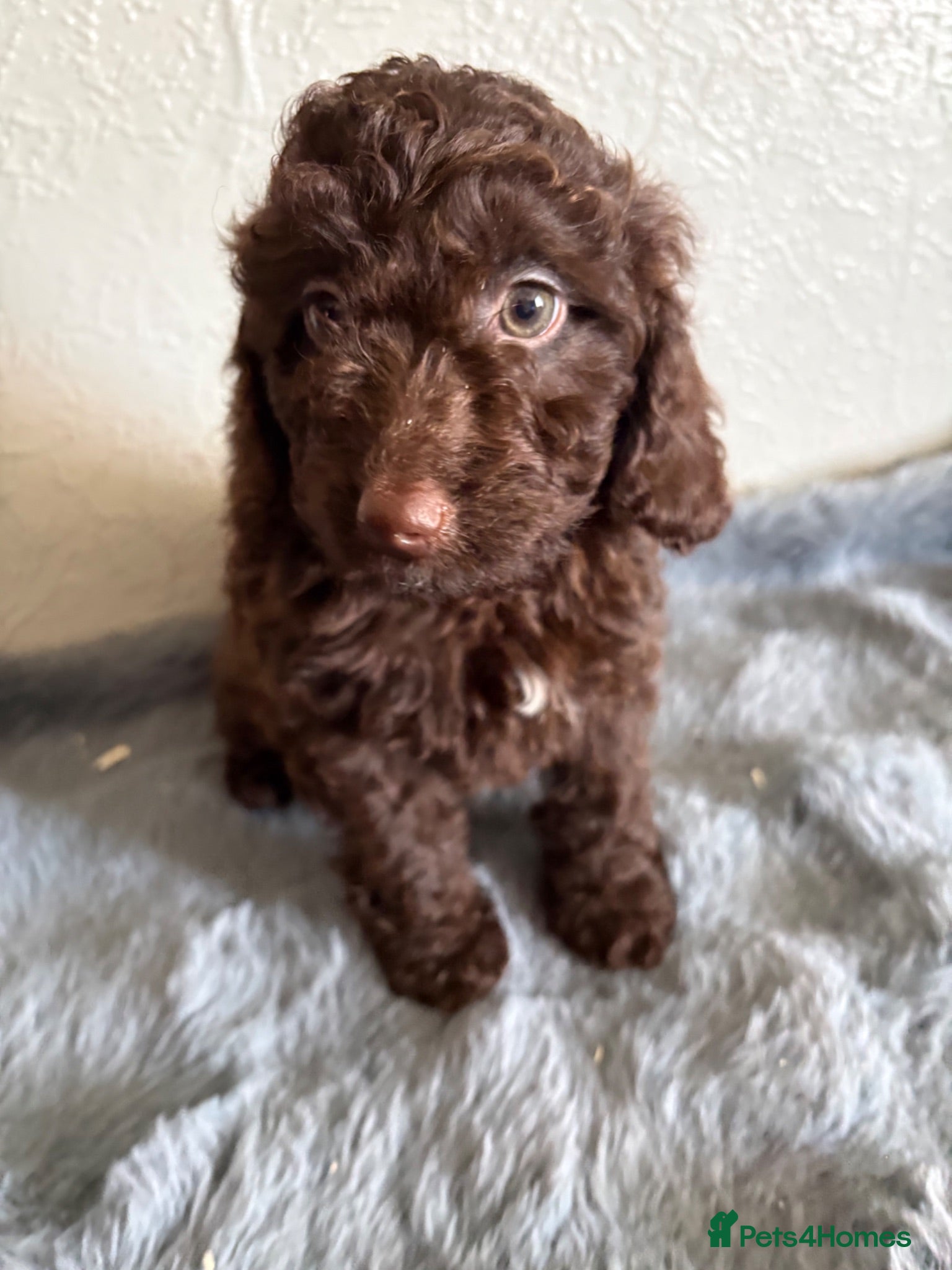 Cockapoo dogs F2B cockerpoos - Advert 5