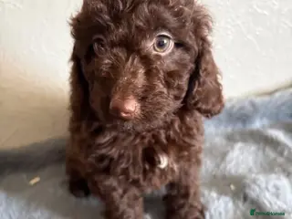 Cockapoo dogs F2B cockerpoos - Advert 5