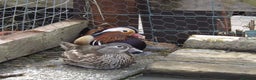 Ducks poultry for sale: Pairs of Mandarin Ducks For Sale - Advert 4