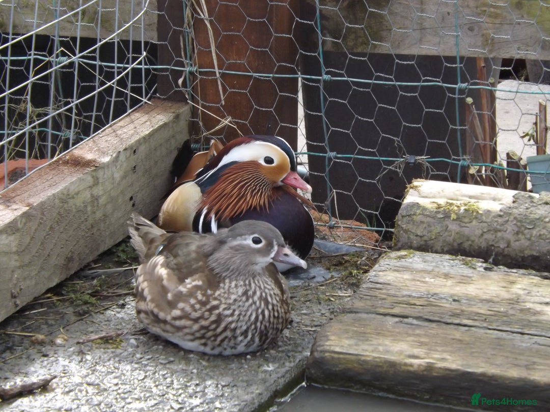 Ducks poultry for sale: Pairs of Mandarin Ducks For Sale - Advert 4