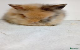 Lionhead rabbits for sale: Pure bred lionhead rabbits  - Image 4