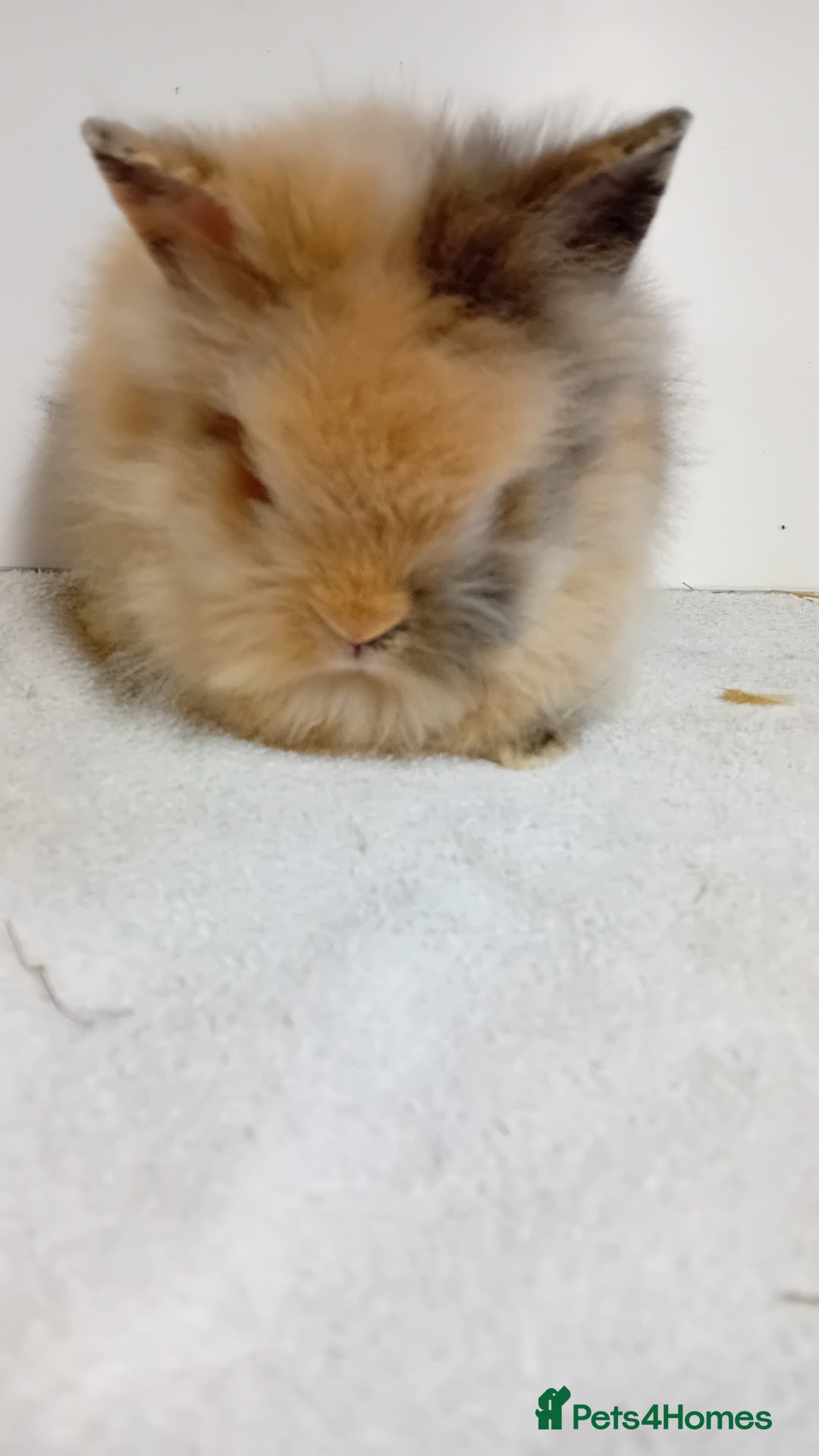 Lionhead rabbits for sale: Pure bred lionhead rabbits  - Image 4