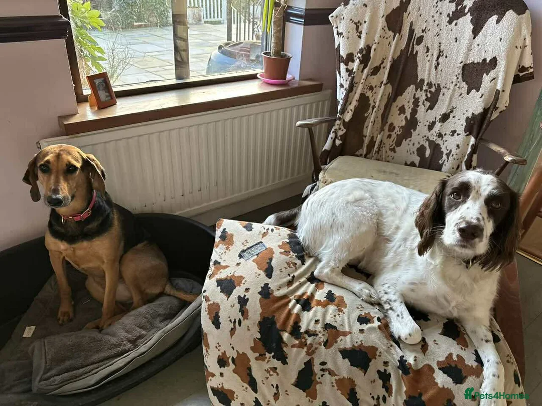 Mixed Breed dogs for adoption: Bonnie is a beautiful 4.5 year old Jura - Advert 7