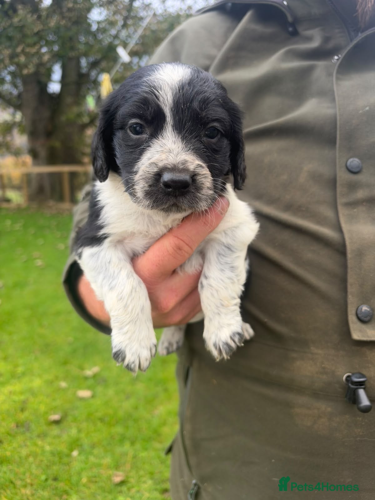 Mixed Breed dogs for sale: Collie X cocker puppies - Advert 2