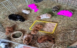 Guinea Pig rodents for sale: Baby Guinea Pigs Male & Female Funkies Californian - Image 1