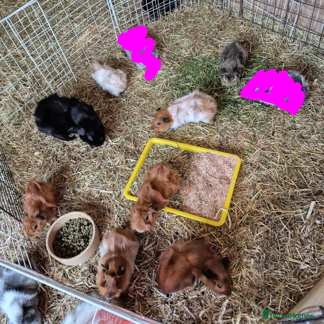 Guinea Pig rodents for sale: Baby Guinea Pigs Male & Female Funkies Californian - Image 1