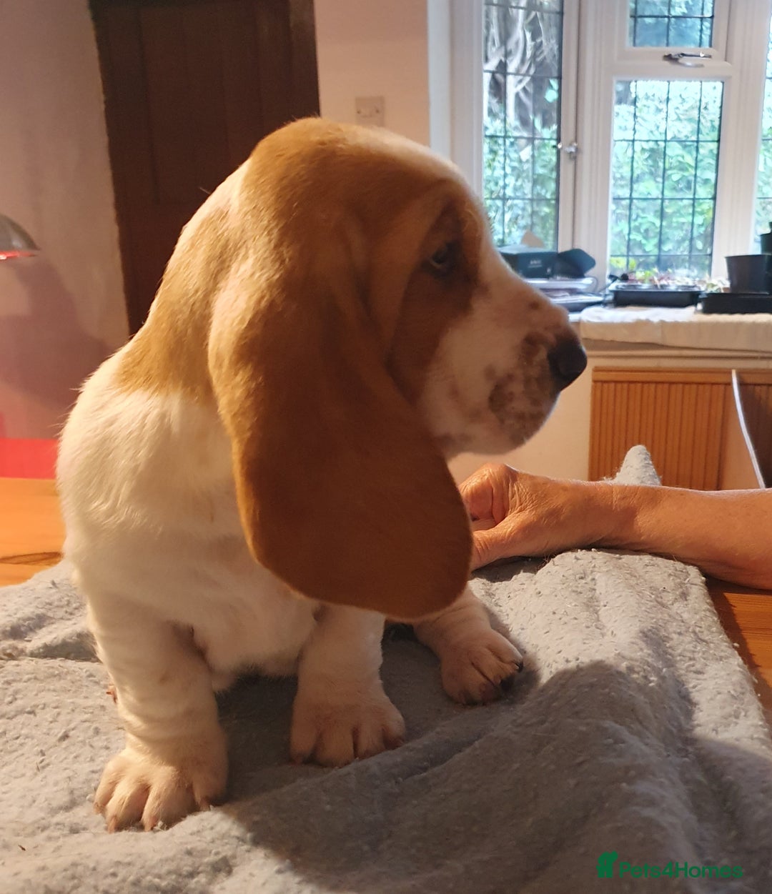 Basset Hound dogs for sale: Basset Hound Puppies 2 R&W boys available - Image 8
