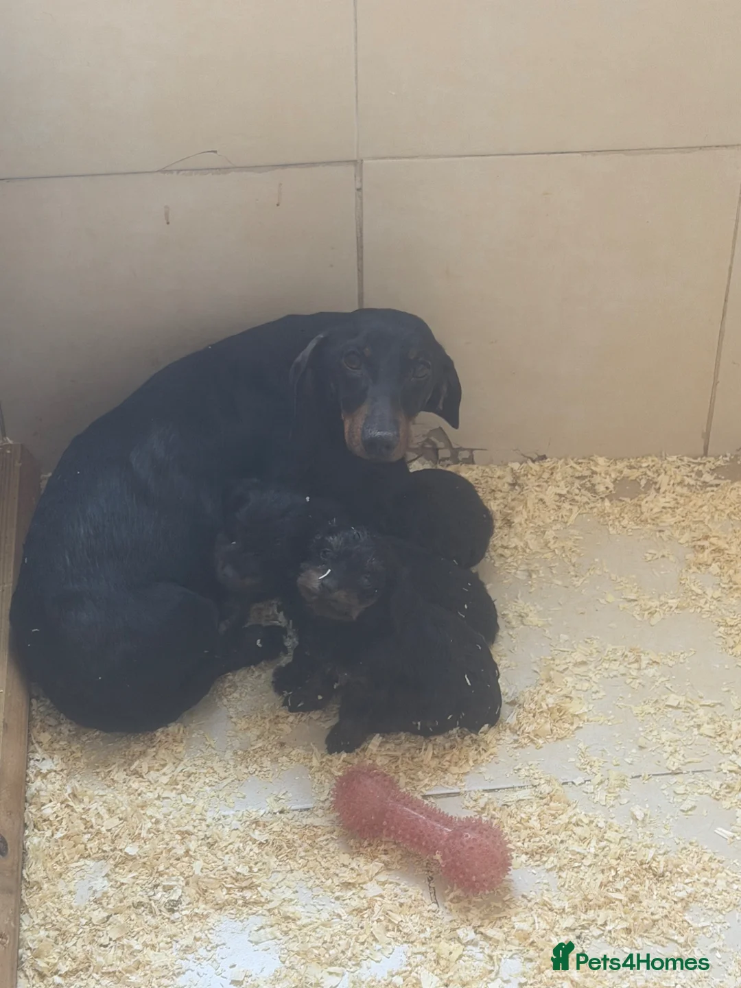 Doxiepoo dogs for sale: doxiepoo puppies for sale  - Advert 12