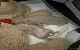 American Bully dogs for sale: Beautiful pocket bullys - Image 5