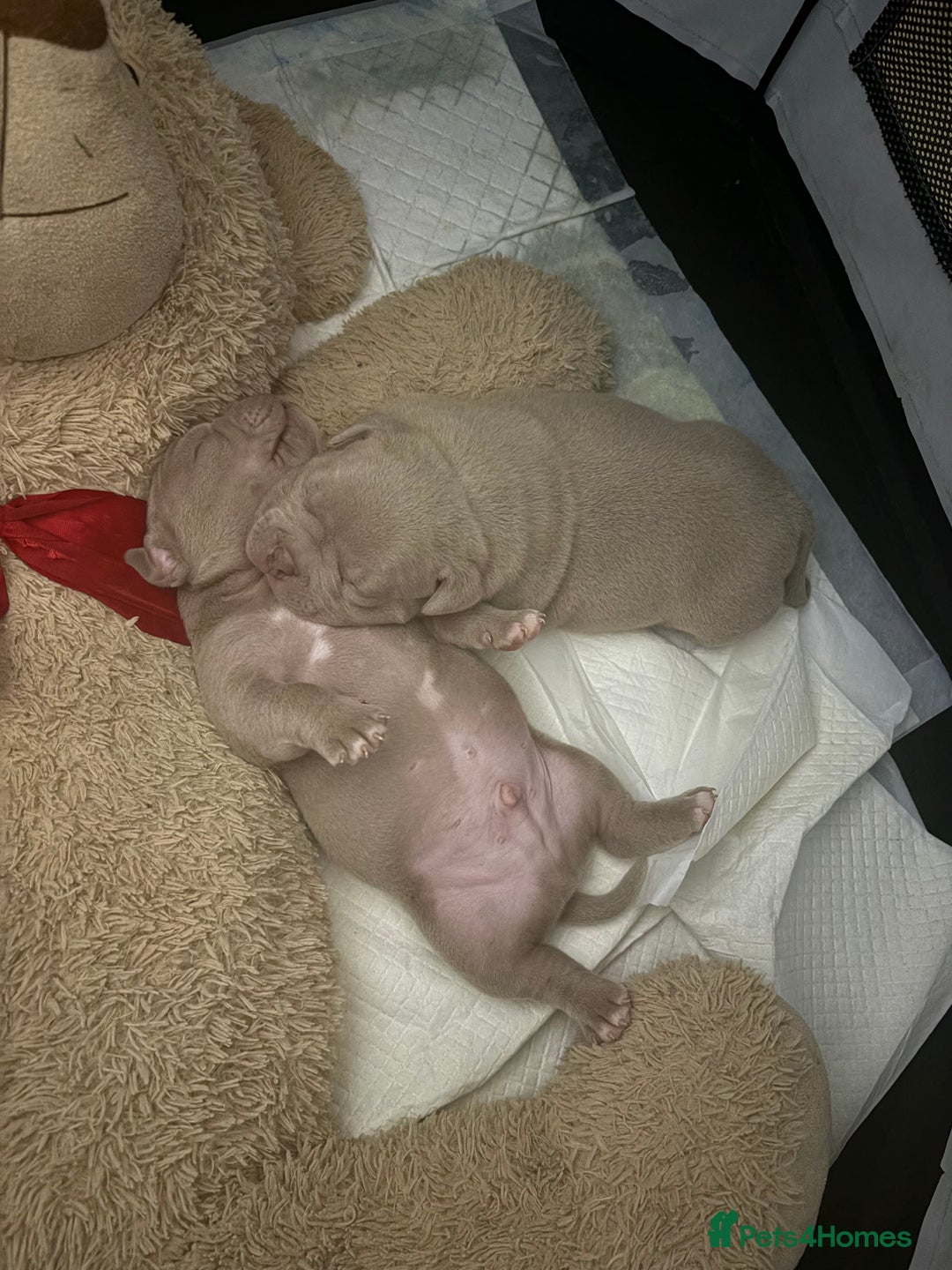 American Bully dogs for sale: Beautiful pocket bullys - Image 5