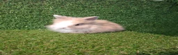 Lionhead rabbits for sale: LIONHEADS - Advert 3