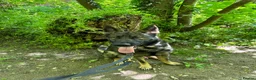 German Shepherd dogs for sale: 5yr old German shepherd looking for loving home - Advert 20